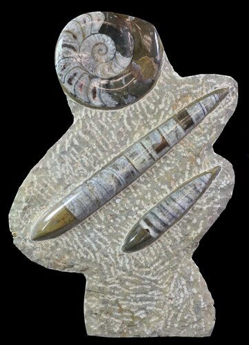 Bargain, Fossil Goniatite & Orthoceras Sculpture - #62373